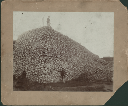 Figure 11.11 Buffalo skulls piled at Michigan Carbon Works, Rougeville, MI, 1892. (Detroit Public Library, used with permission)
